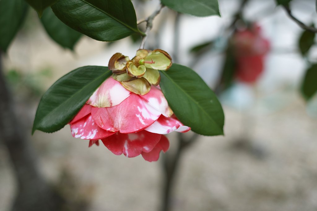 Fuji XF35 1.4