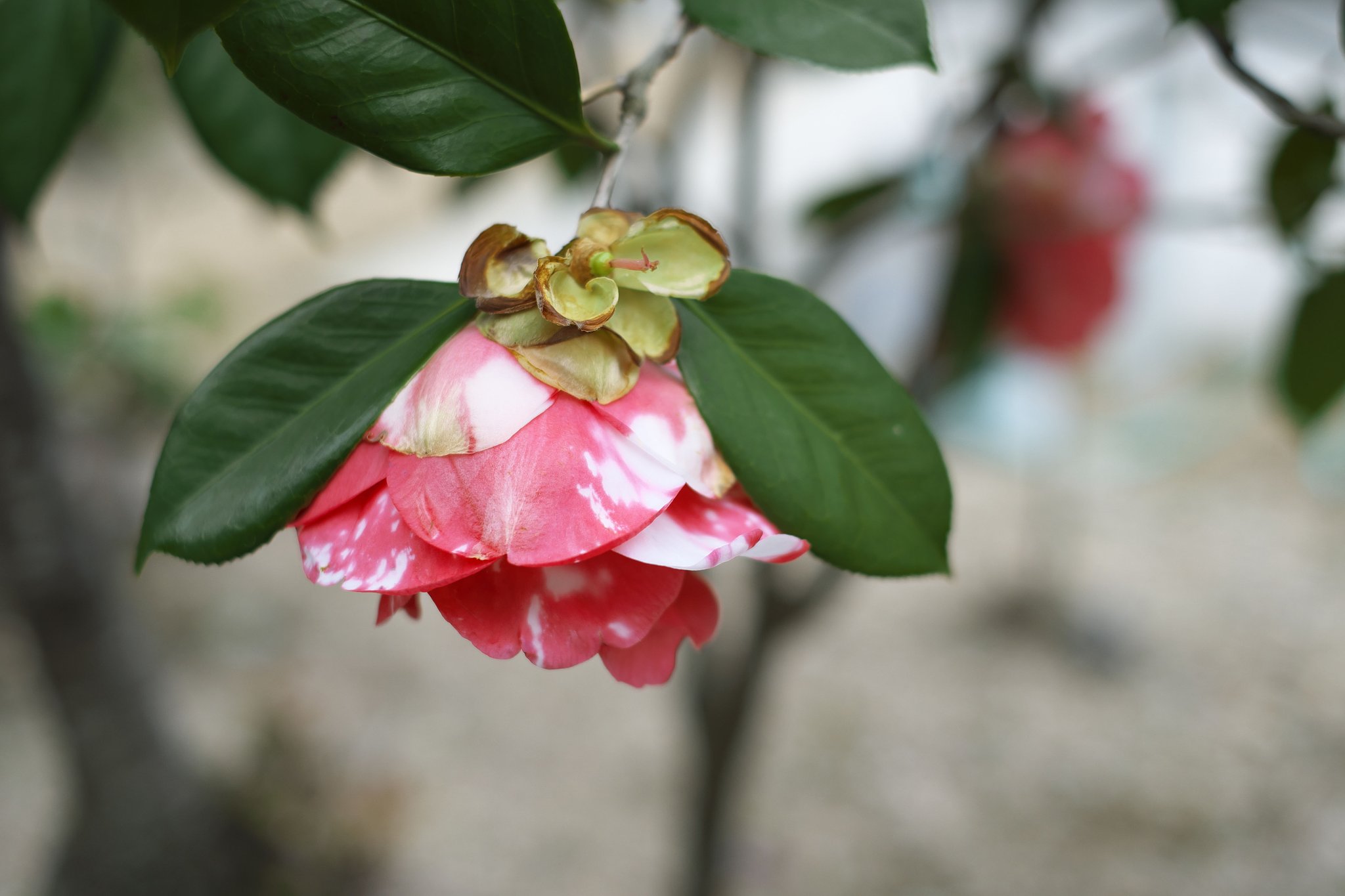 Fuji XF35 1.4