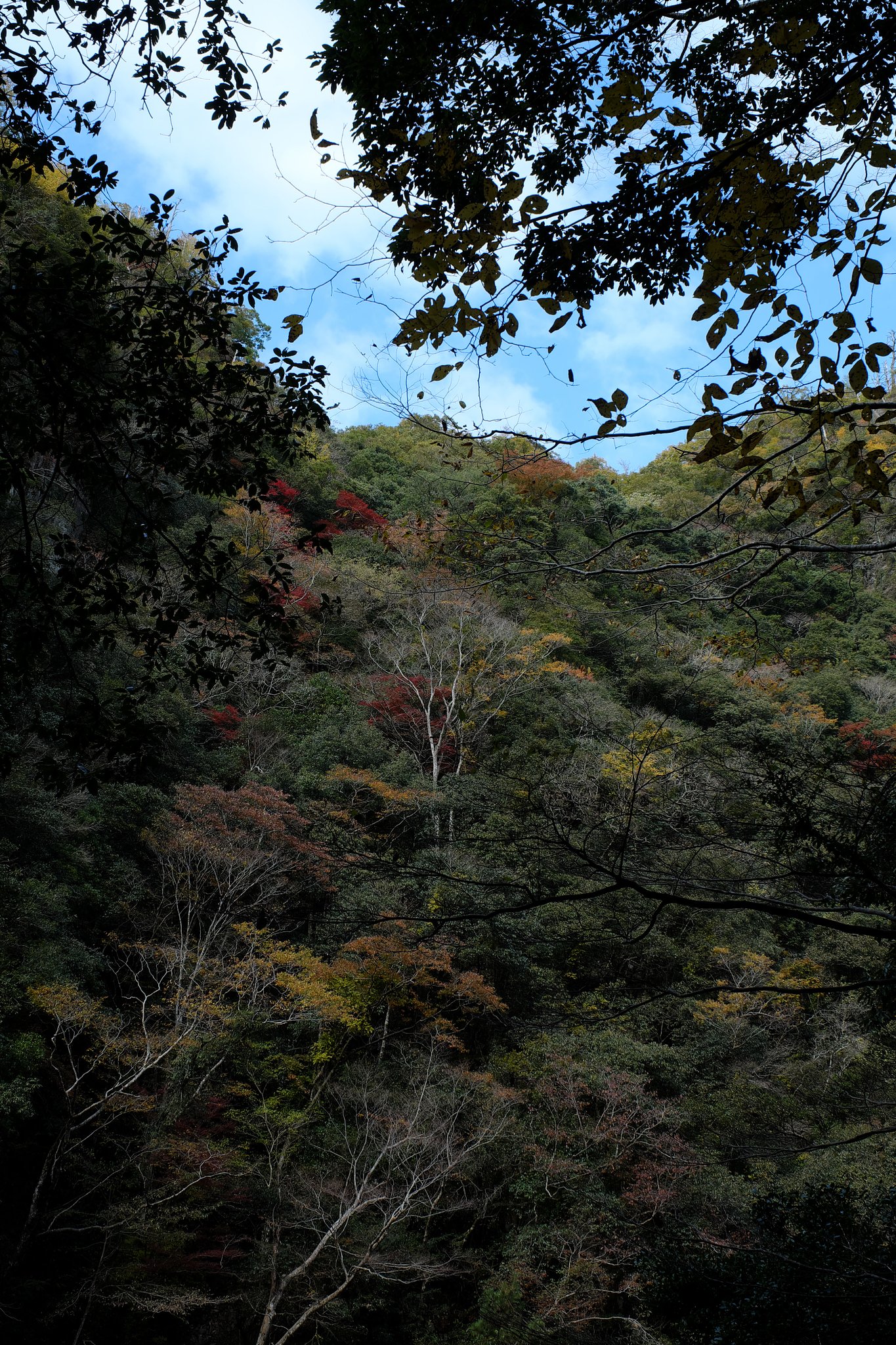 山
