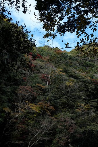 山