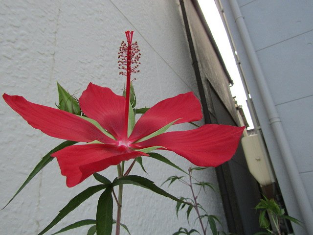 赤い花が鮮やかです