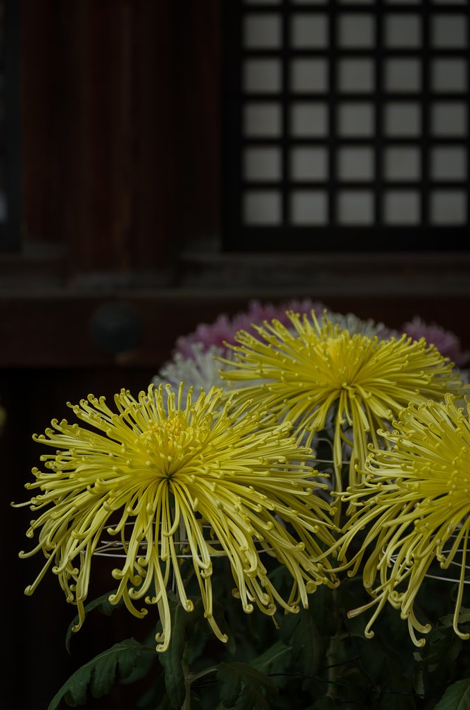 SIGMA 17-70mm F2.8-4 DC MACRO 