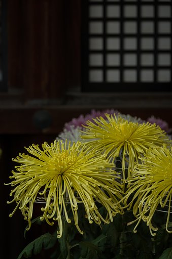 SIGMA 17-70mm F2.8-4 DC MACRO 