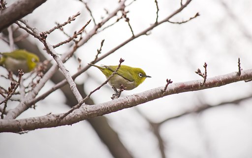 【MFP】 桜待ちのメジロたち