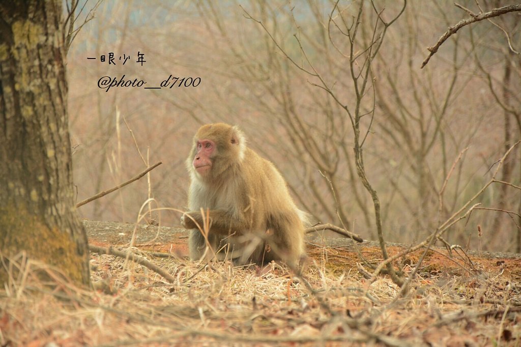 申