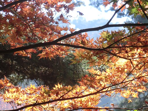 紅葉
