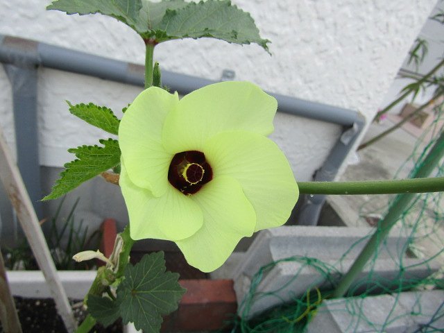 オクラ➡野菜＆外来種