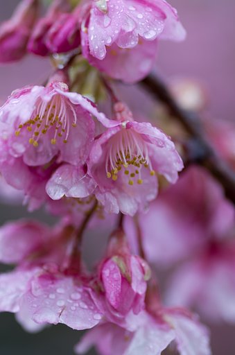 雨