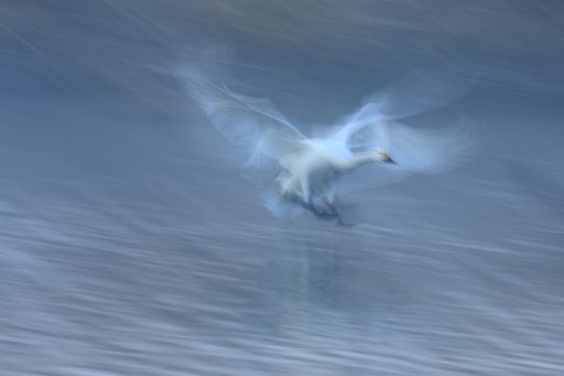 舞い降りし朝霧