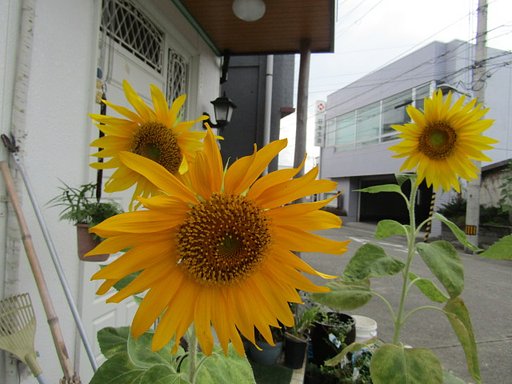 鮮やかなり向日葵の花達