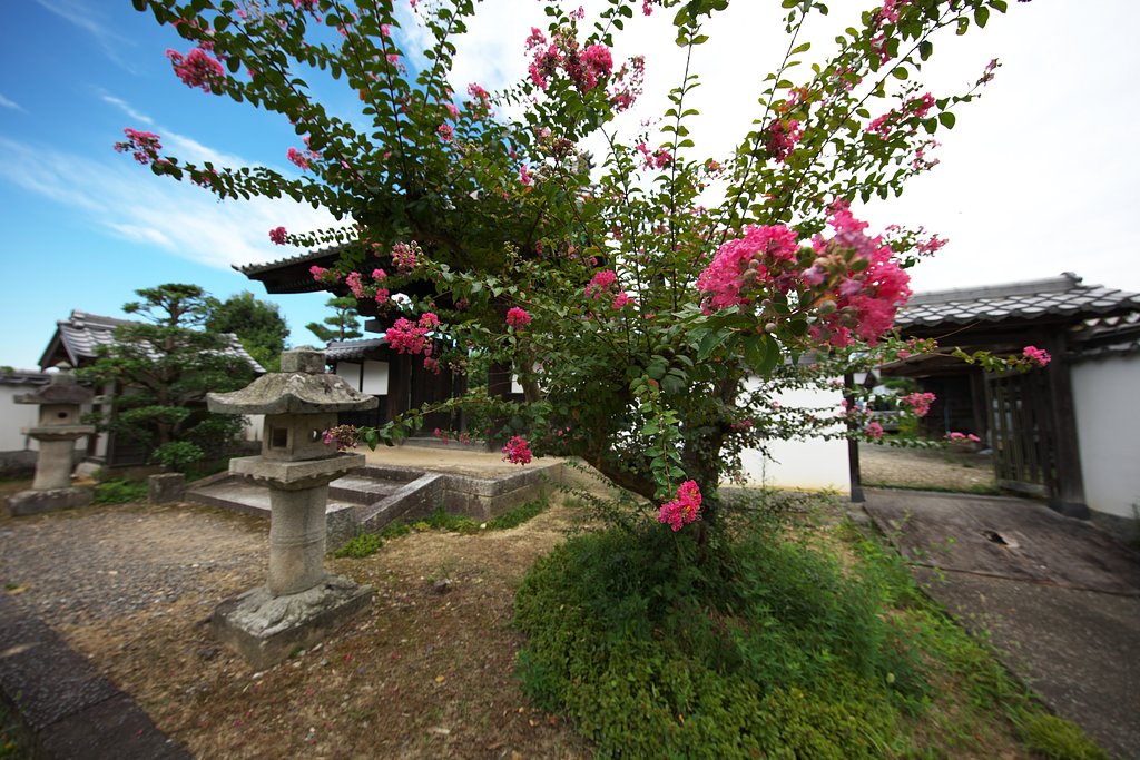 百日紅