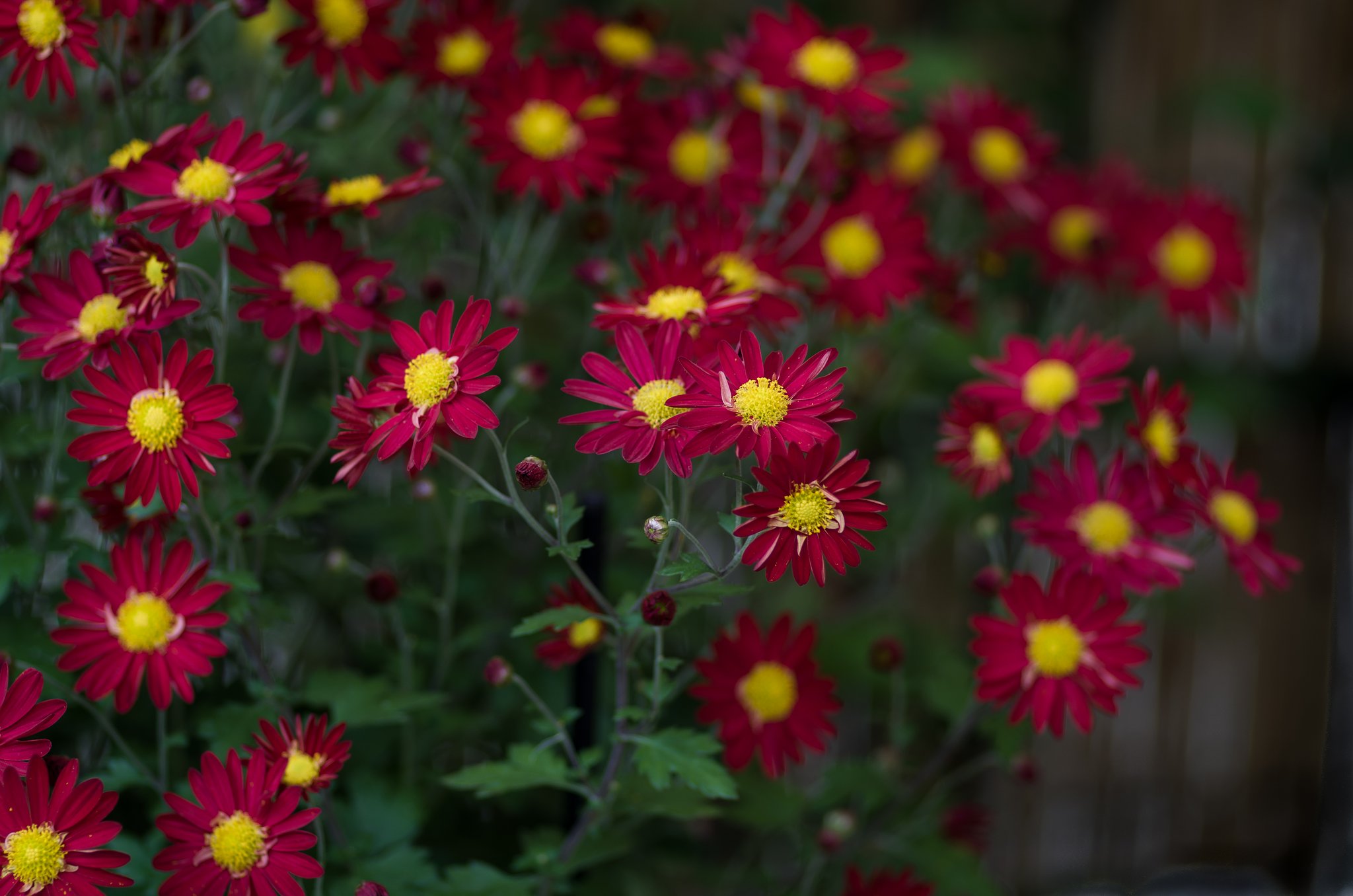 PENTAX-D FA MACRO 100mm F2.8 