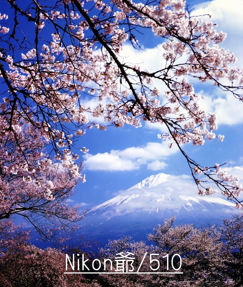 桜　2012