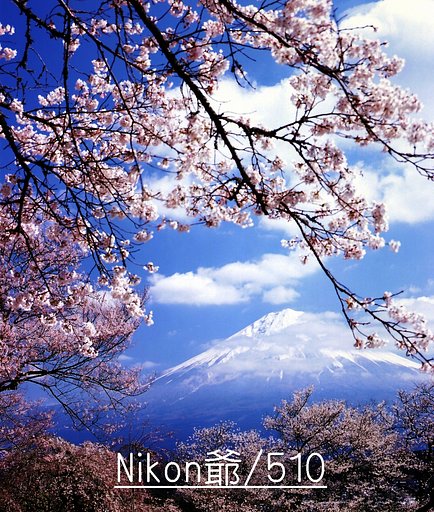 桜　2012