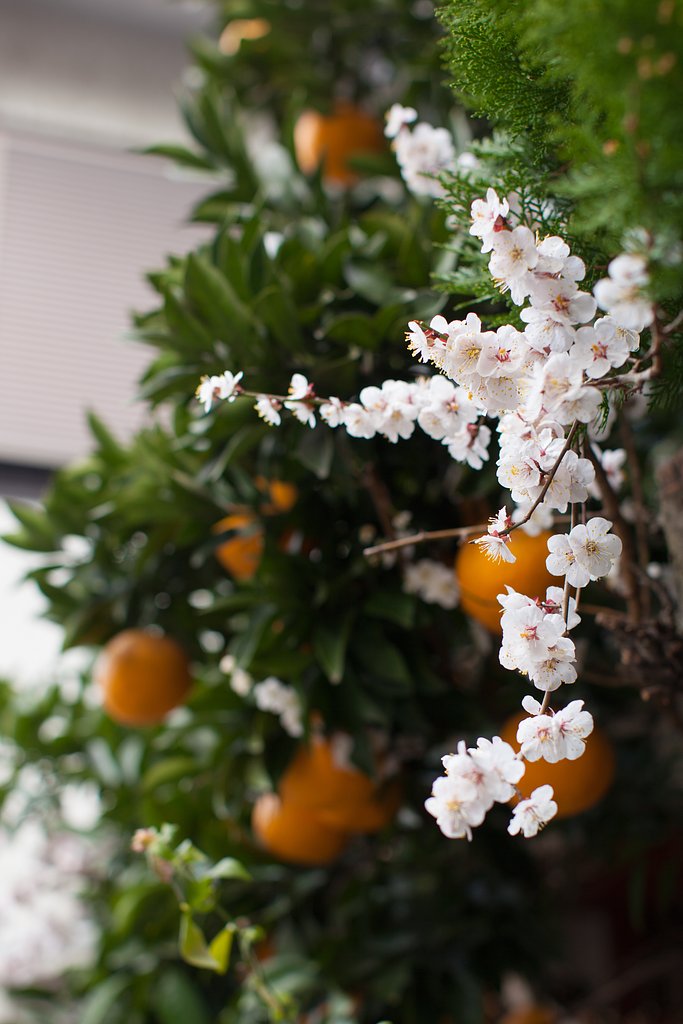 EF 50mm F1.2 L