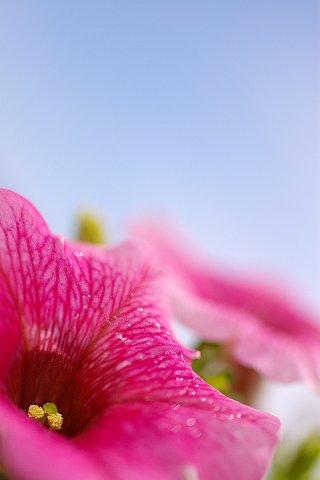 サフィニア