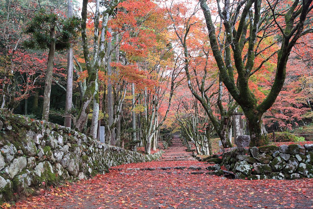 鶏足寺の紅葉