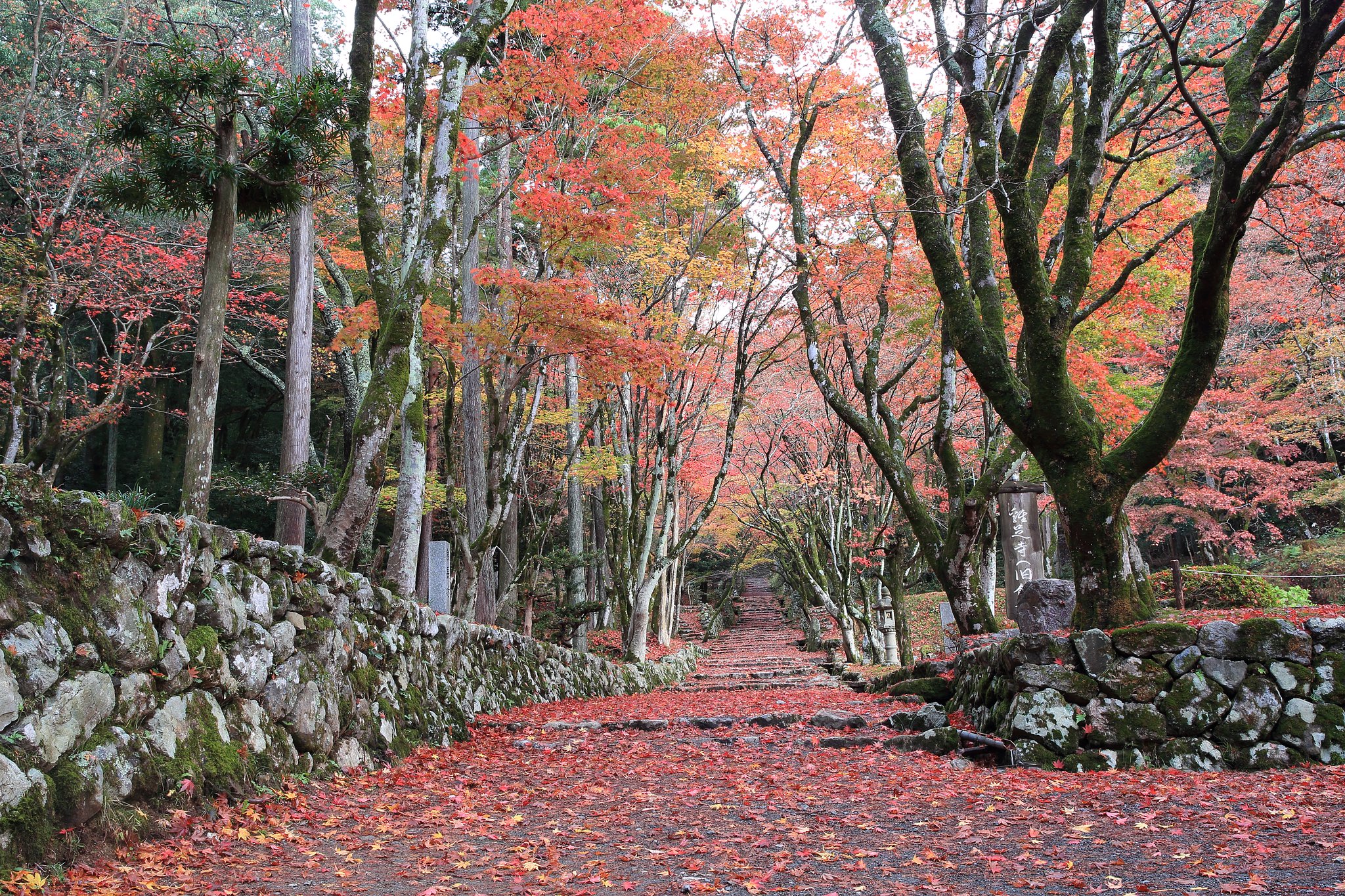 鶏足寺の紅葉