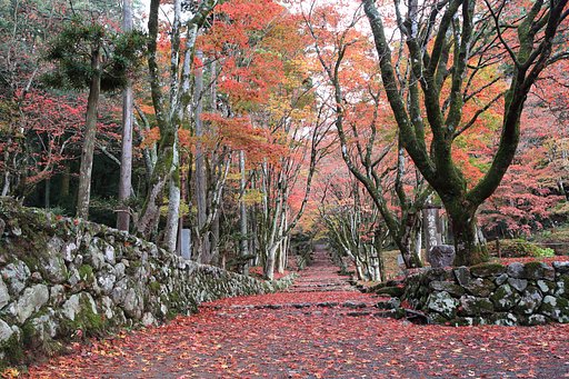 鶏足寺の紅葉