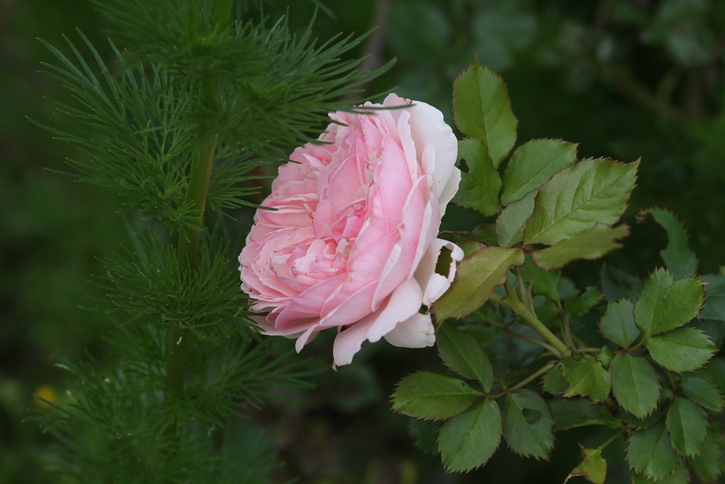 薔薇