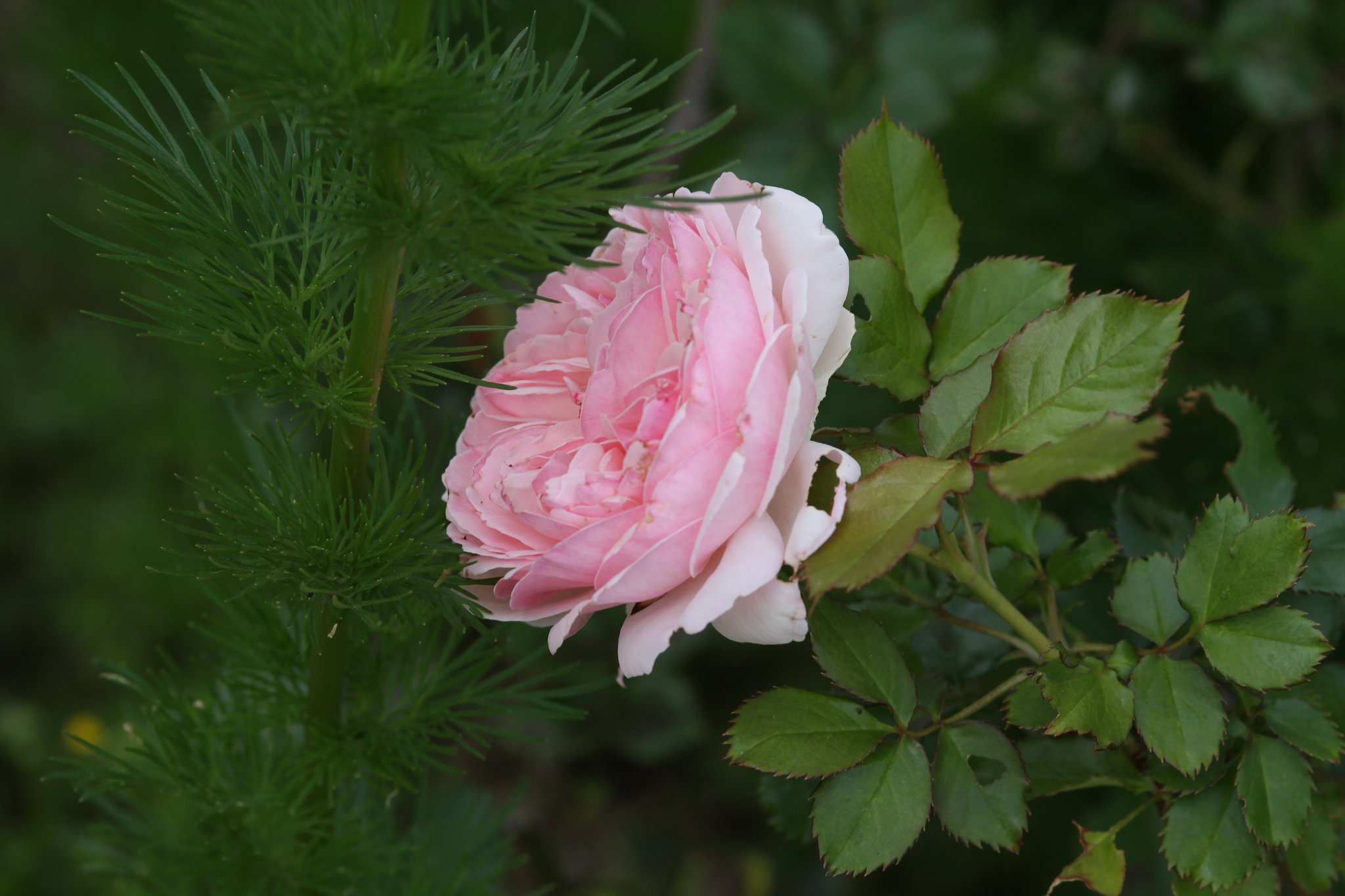 薔薇