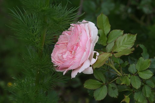 薔薇