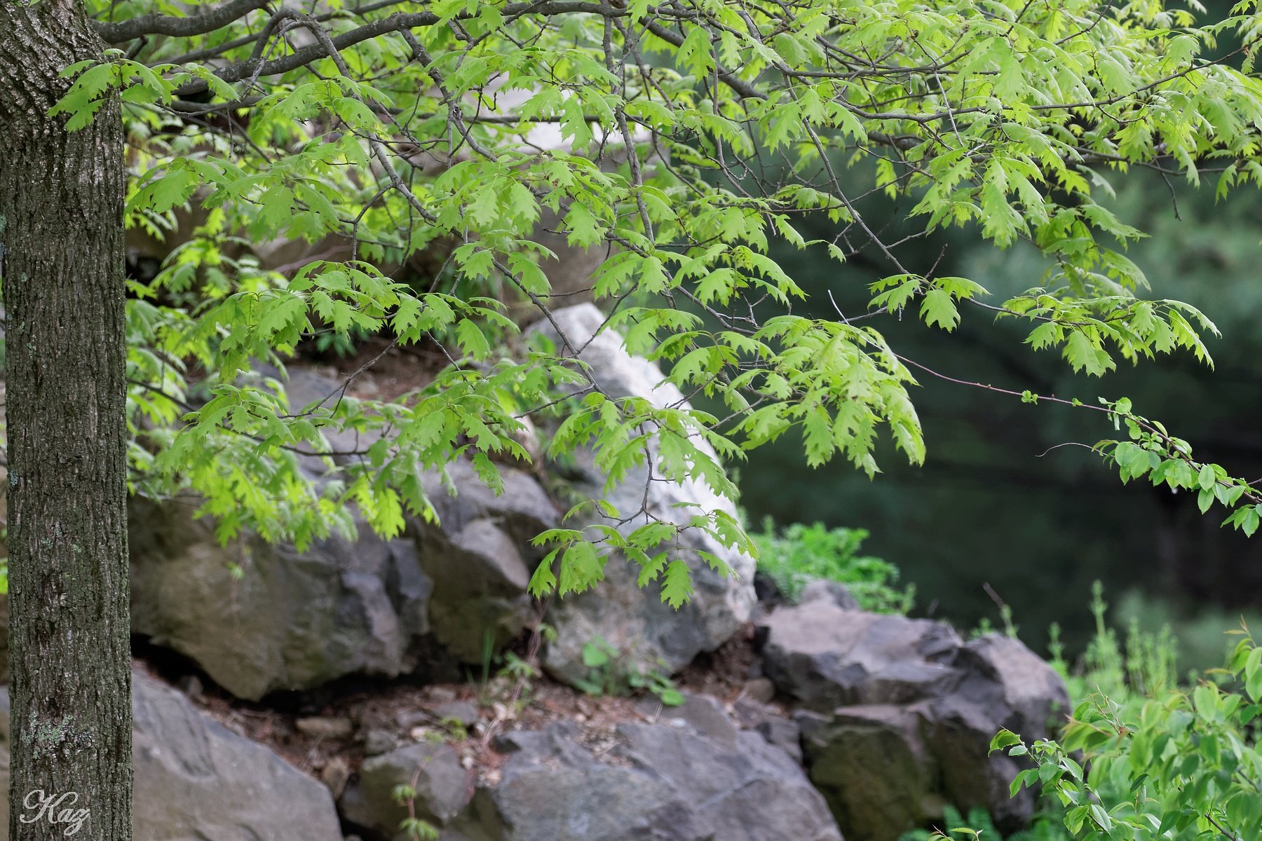 Canon EF 100-400mm f4.5-5.6L IS II USM