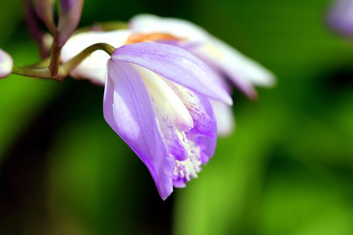 【Purple】紫蘭