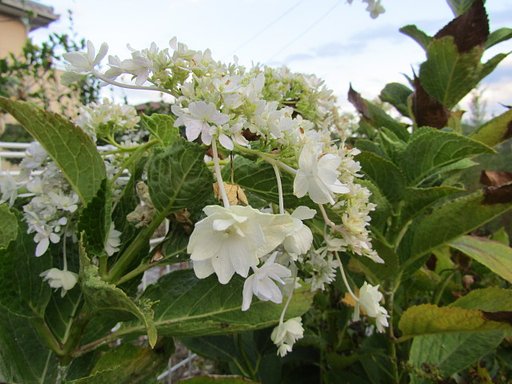 白い花が似合う今日この頃