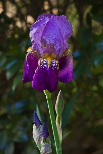 【Purple】 菖蒲