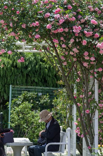 薔薇園