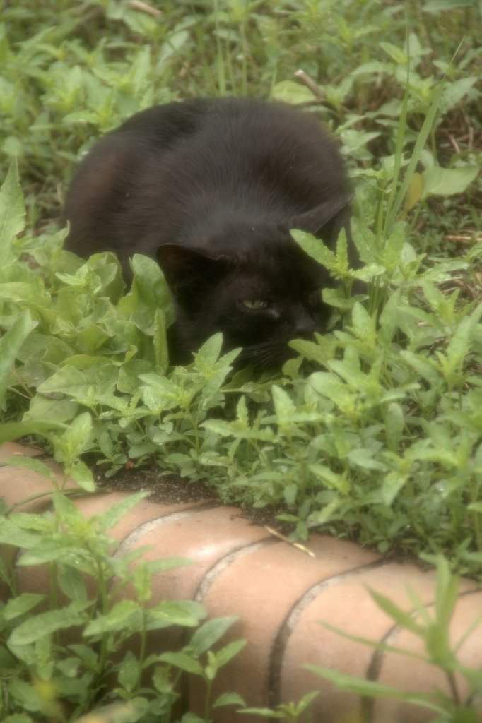 五月の雨間のねこさん　１