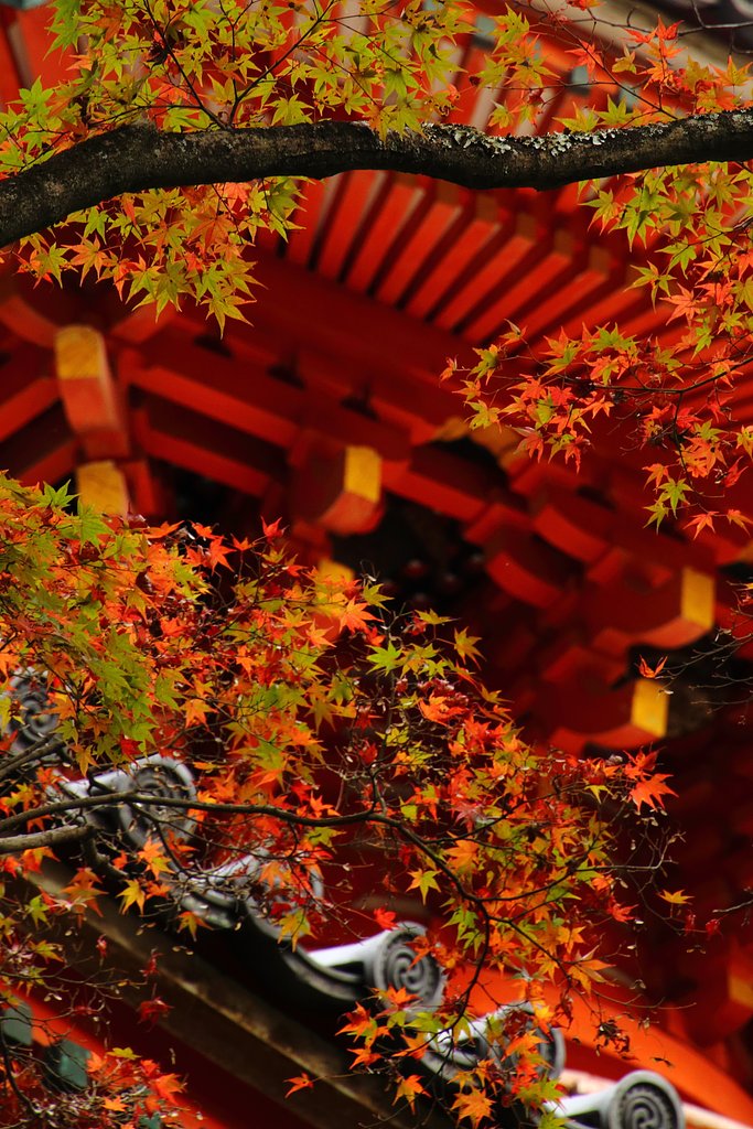三滝寺多宝塔と紅葉グラデーション