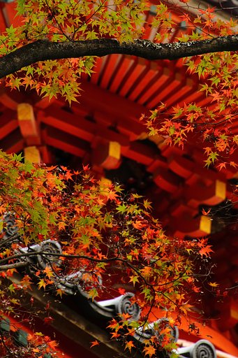 三滝寺多宝塔と紅葉グラデーション