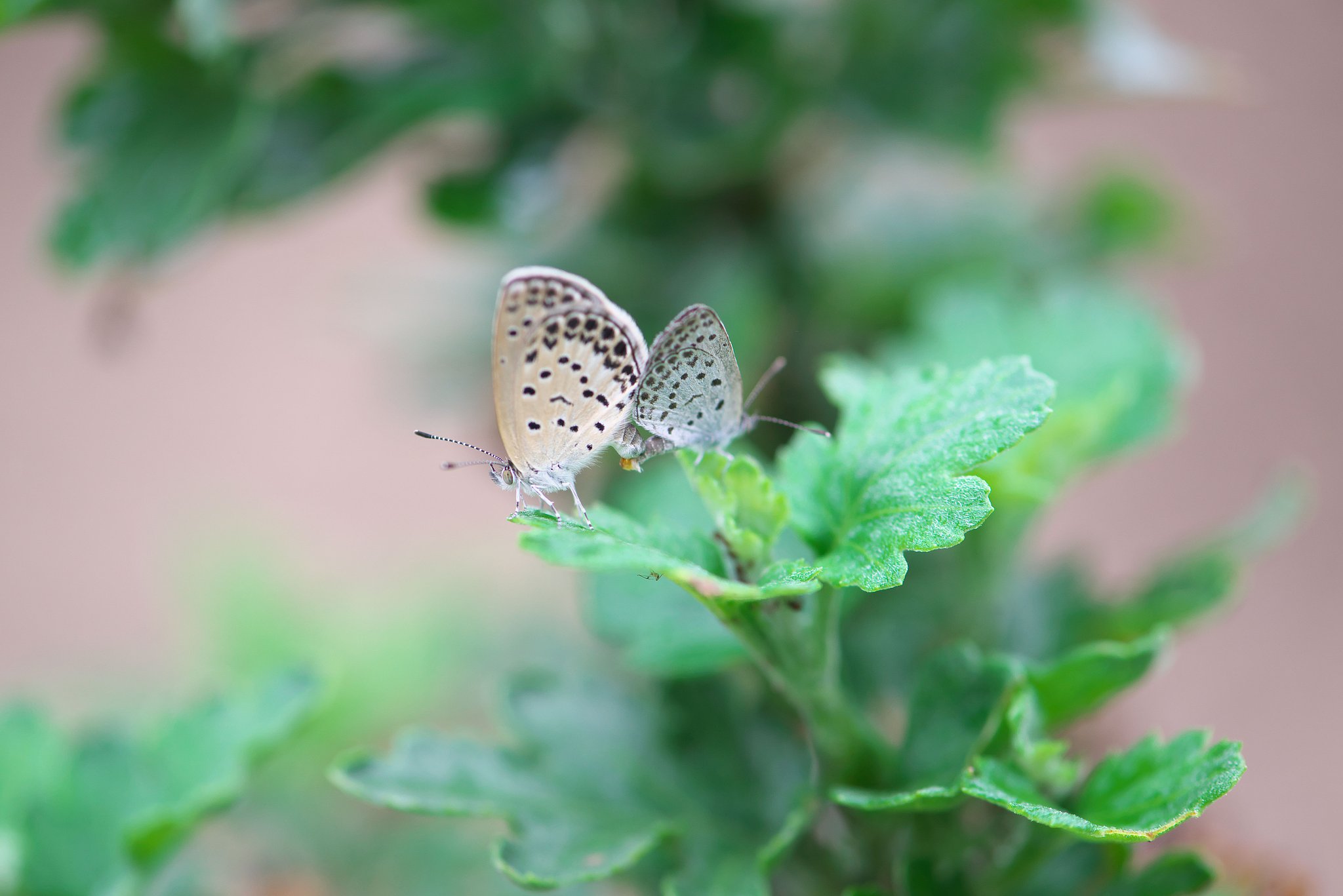 AFs VR Micro Nikkor 105㎜ F2.8G If ED