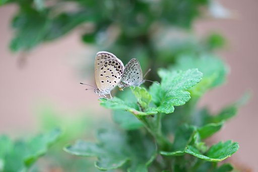 AFs VR Micro Nikkor 105㎜ F2.8G If ED