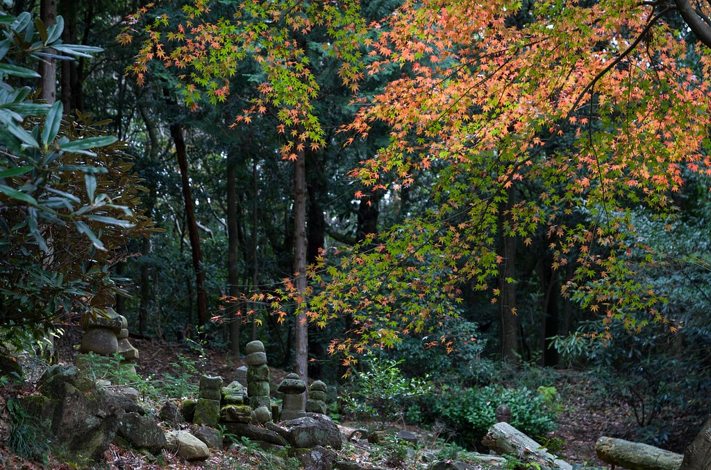 SIGMA 17-70mm F2.8-4 DC MACRO 