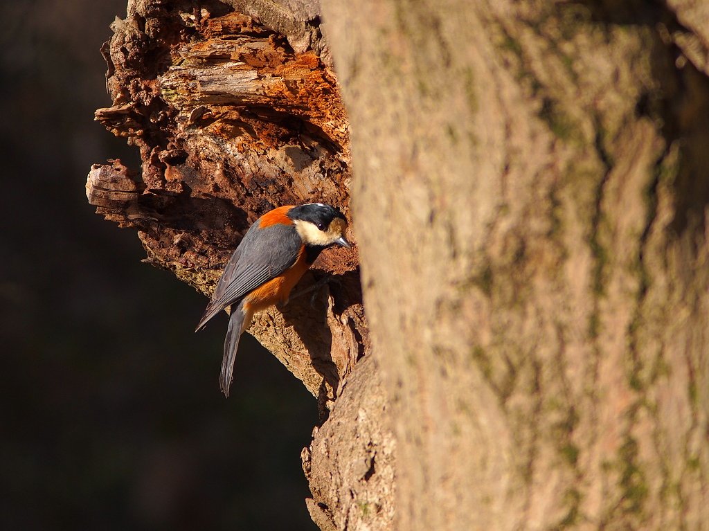 見つめる瞳