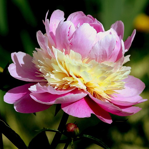 芍薬ＵＰ