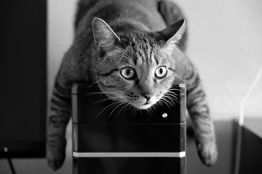 ねこ
