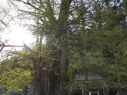 神社の胃腸