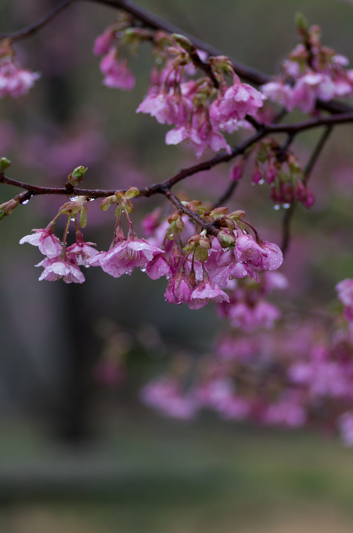 PENTAX-D FA MACRO 100mm F2.8