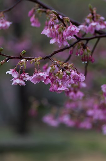 PENTAX-D FA MACRO 100mm F2.8