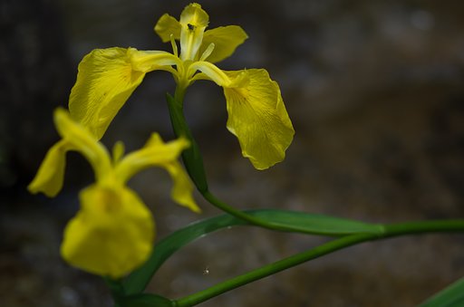 黄菖蒲