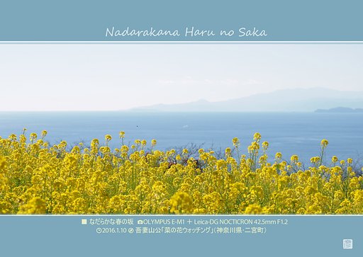 なだらかな春の坂