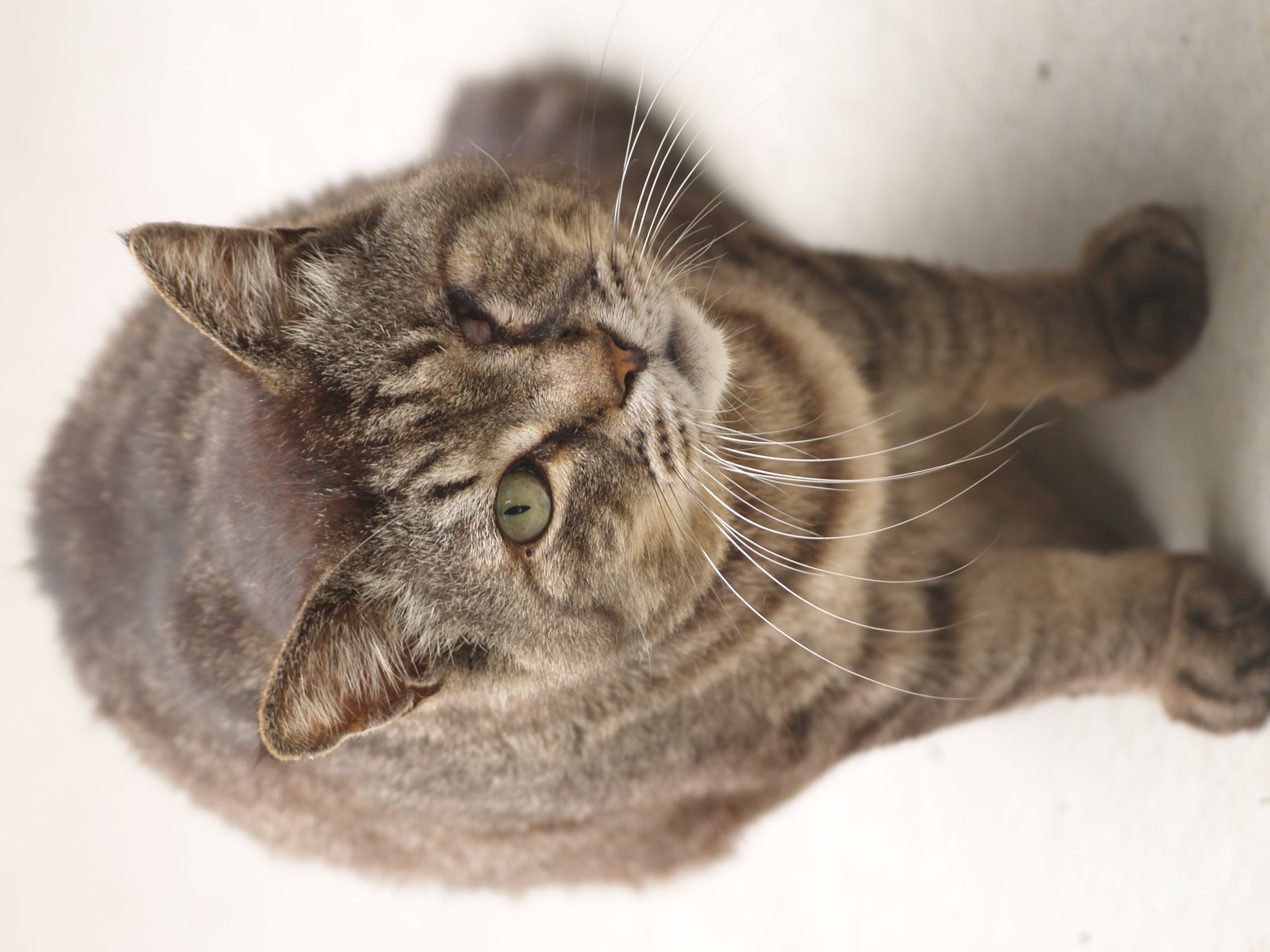 ウインク猫