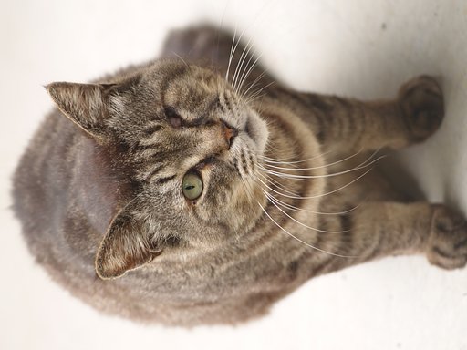 ウインク猫