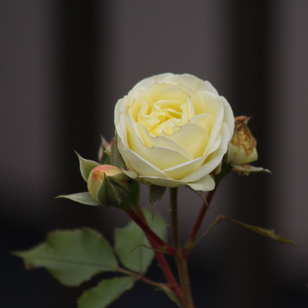 薔薇