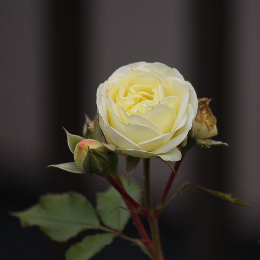 薔薇