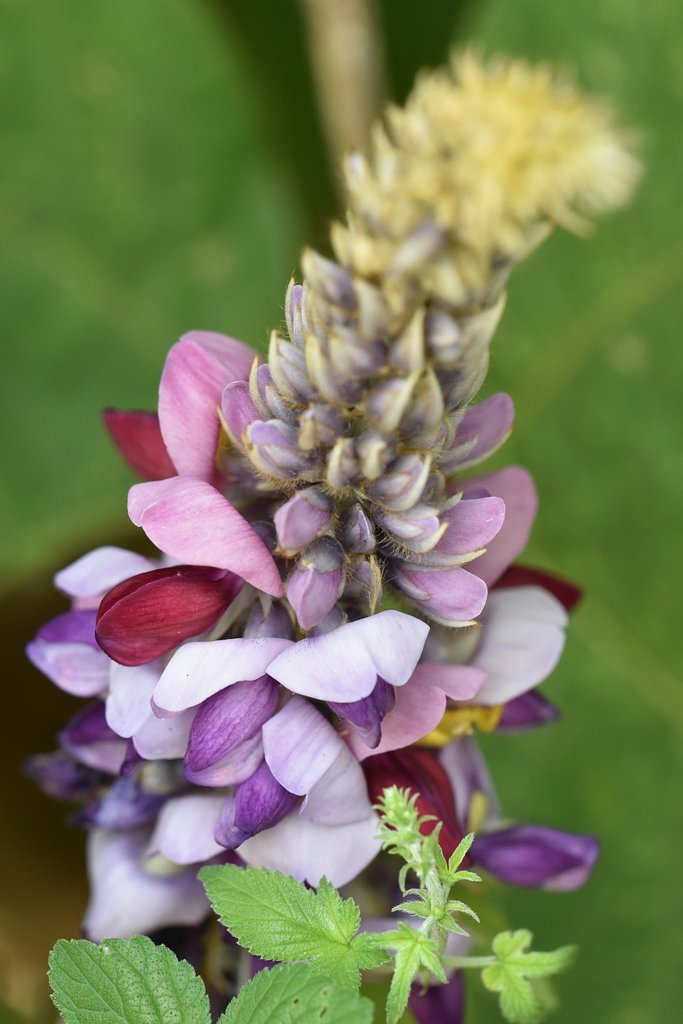 葛の花